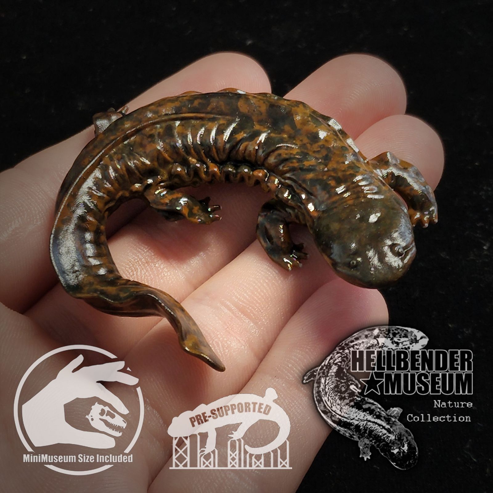 Hellbender Salamander Cryptobranchus Alleganiensis