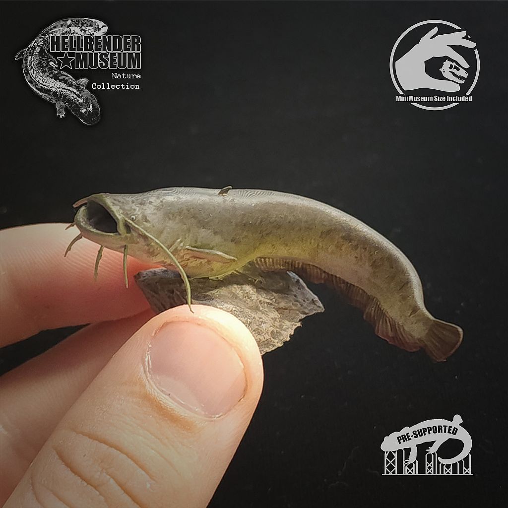 Wels Catfish Silurus Glanis   - Miniatures Collectors