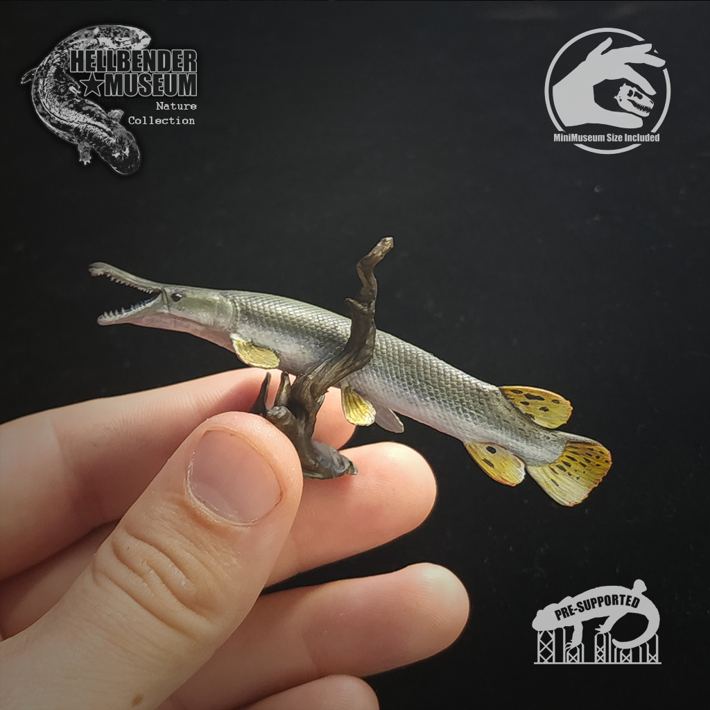 Alligator Gar Atractosteus Spatula   - Miniatures Collectors  Guide
