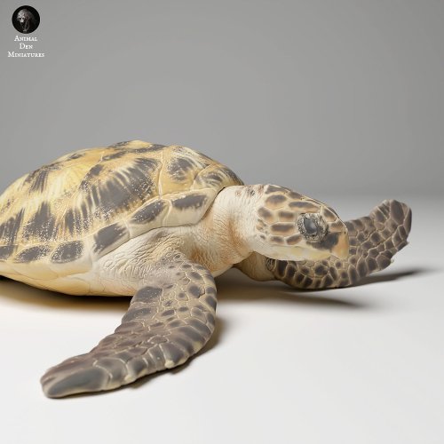 Hawksbill Sea Turtle (Eretmochelys Imbricata)