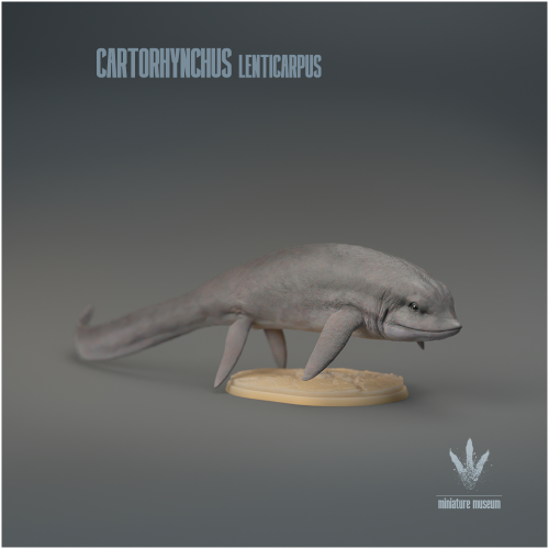 Cartorhynchus Lenticarpus : The Shortened Snout